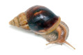Lissachatina fulica hamillei juvenil